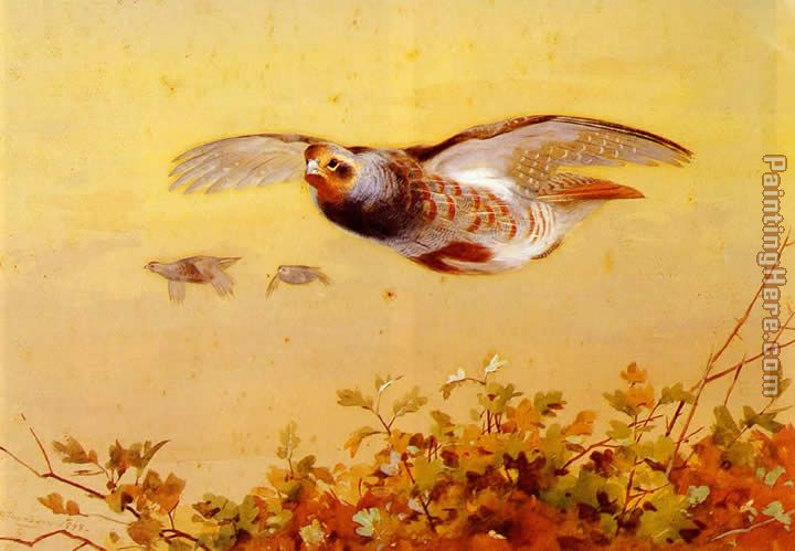 English Partridge In Flight painting - Archibald Thorburn English Partridge In Flight art painting